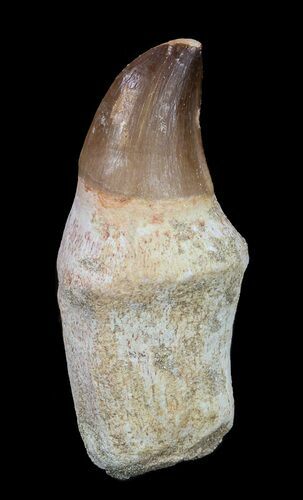 Rooted Mosasaur (Prognathodon) Tooth #55832